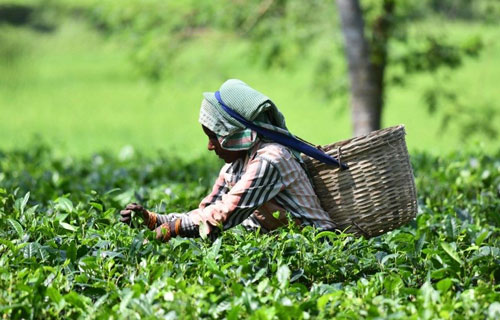 Assam