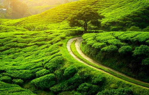 Darjeeling