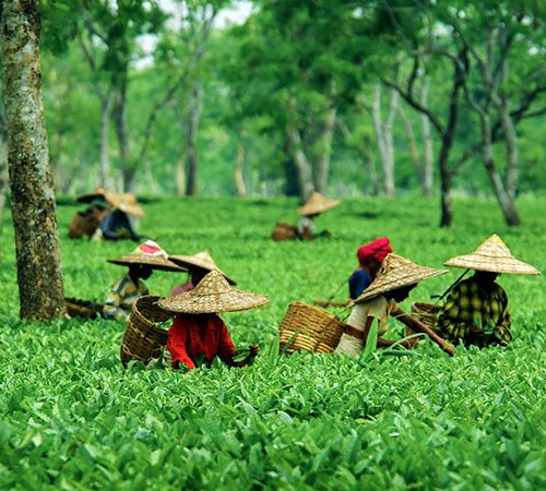 Assam Tour