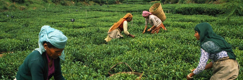 Happy Valley Tea Estate